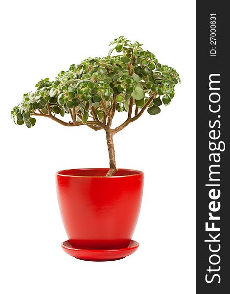 Jade money tree (Crassula ovata) in red flowerpot. Jade money tree (Crassula ovata) in red flowerpot