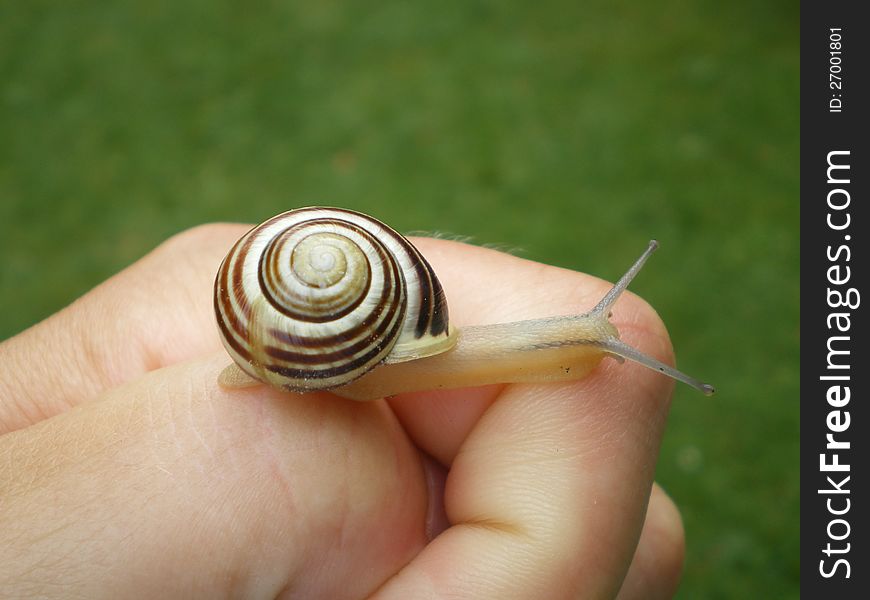 Little brown snail on hand