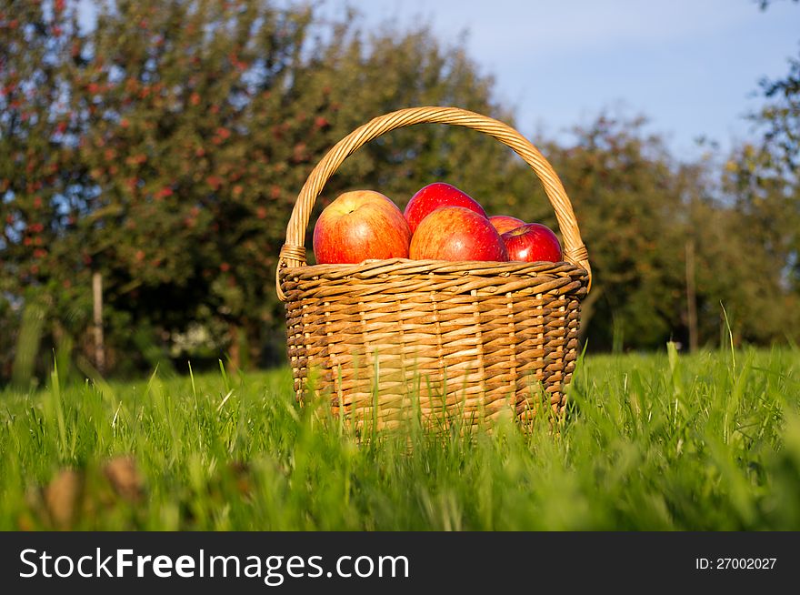 Basket of apples