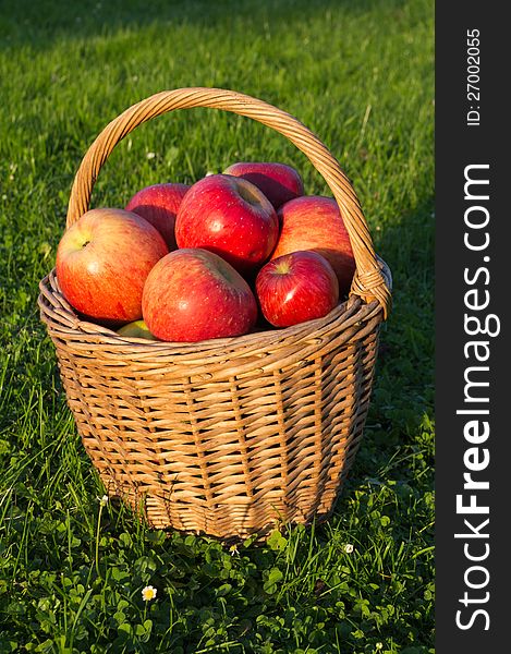 Basket of apples