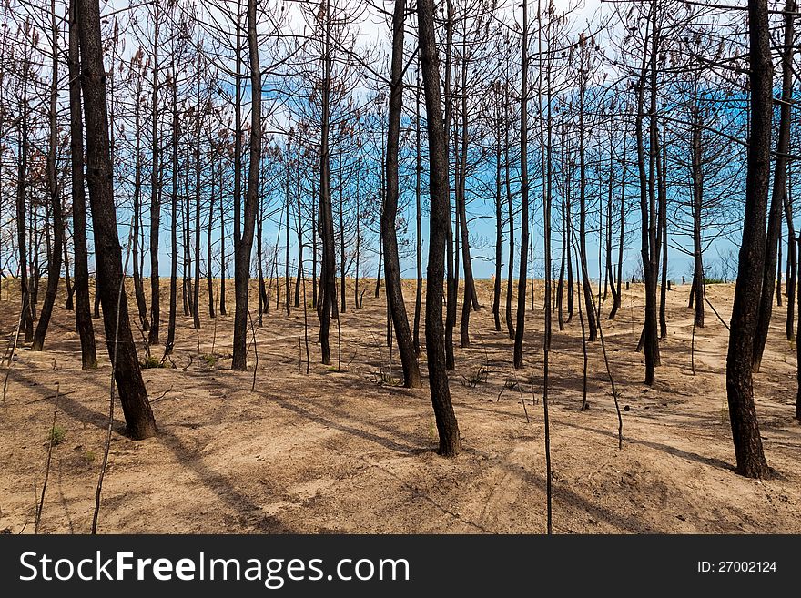 Burned pine forest at the mouth of Bevano