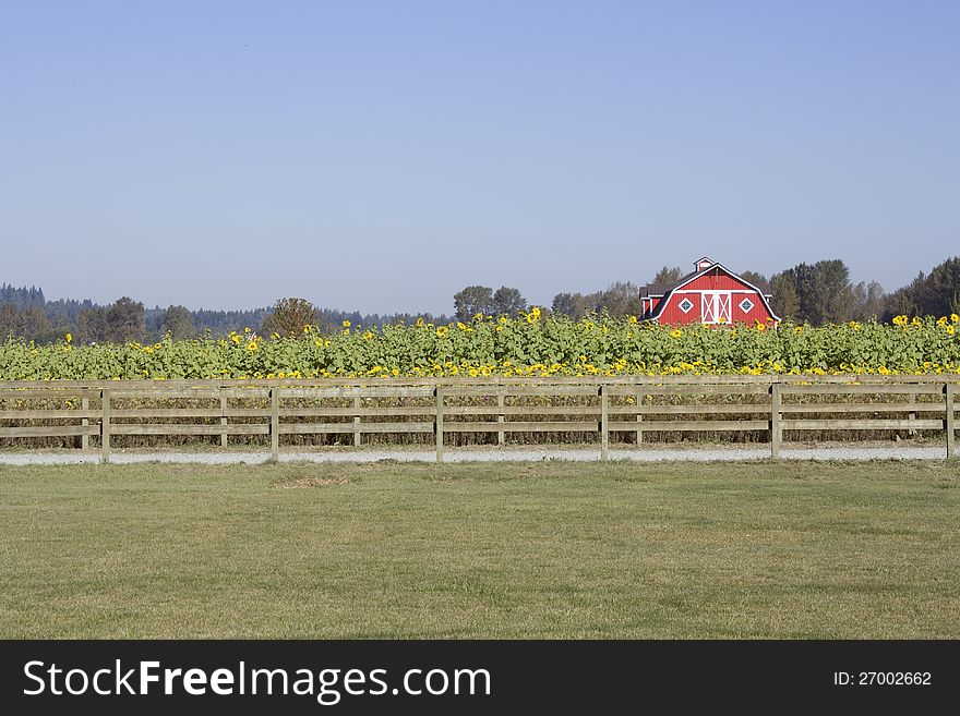 A farm with sunflowers and red barn. A farm with sunflowers and red barn.