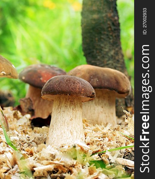 Boletus mushrooms in a forest clearing. Boletus mushrooms in a forest clearing