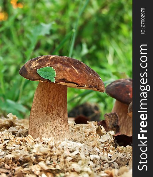Mushroom in a forest clearing. Mushroom in a forest clearing