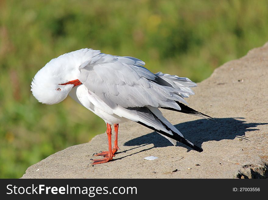 White Seagull Preening On The Stone Wall