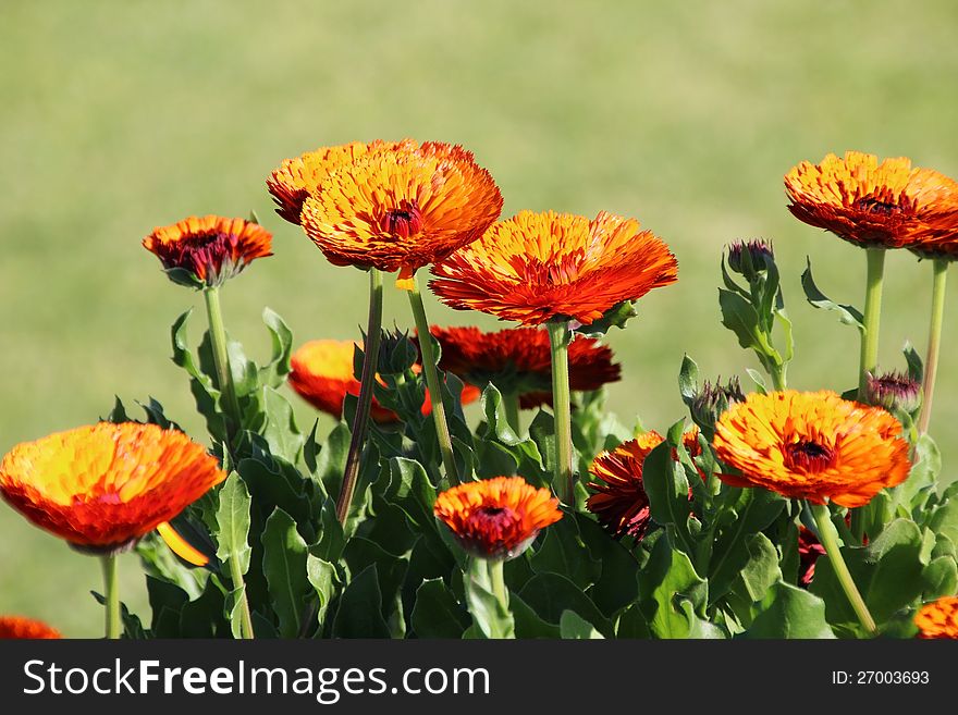 Orange Calendulas in the Garden