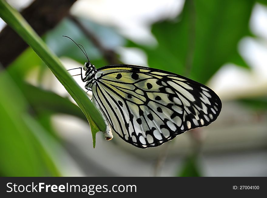 White Tree Nymph