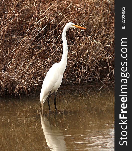 A Great Egret catching fish in a shallow area on the Trinity River.