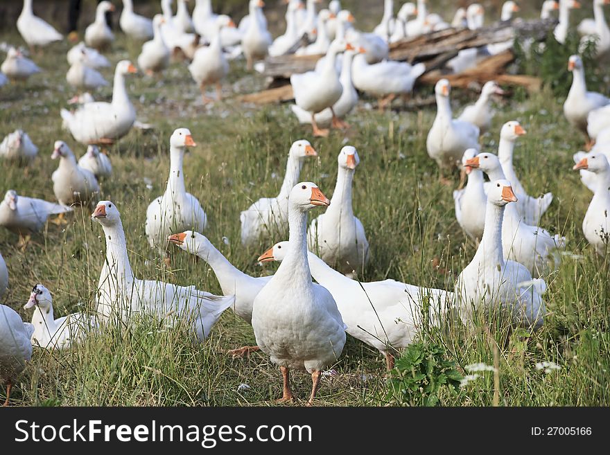 Herd Of White Domestic Geese