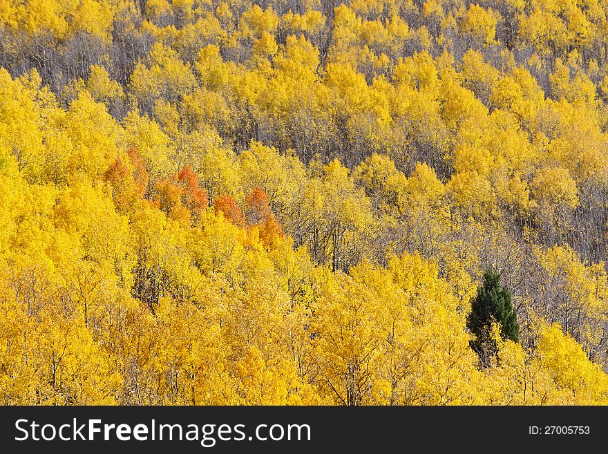 Autumn aspen trees in Mew Mexico mountain. Autumn aspen trees in Mew Mexico mountain.