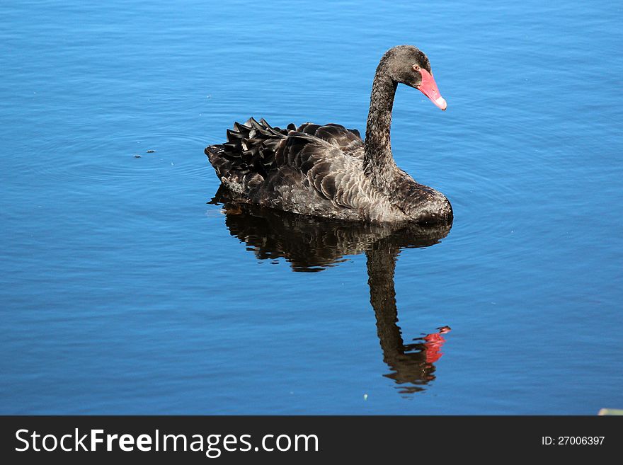 The majestic West Australian black swan is reflected in the serene blue waters of the lake  on a beautiful morning in spring. The majestic West Australian black swan is reflected in the serene blue waters of the lake  on a beautiful morning in spring.