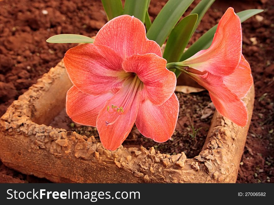 Large Pink Orange Clivia Flowers