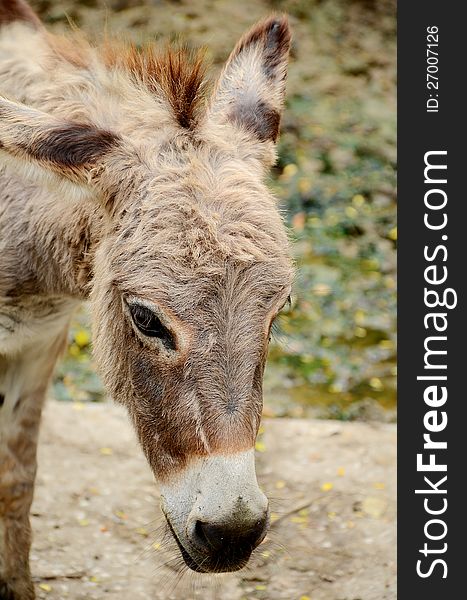 A dwarf donkey in head shot.