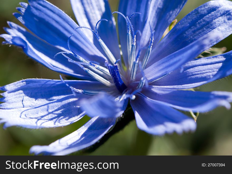 Beautiful blue cornflower macro detail. Beautiful blue cornflower macro detail