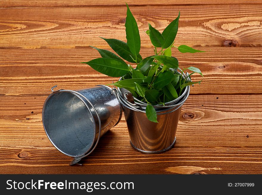 Mini Tin Buskets with Green Plants on wooden background. Mini Tin Buskets with Green Plants on wooden background