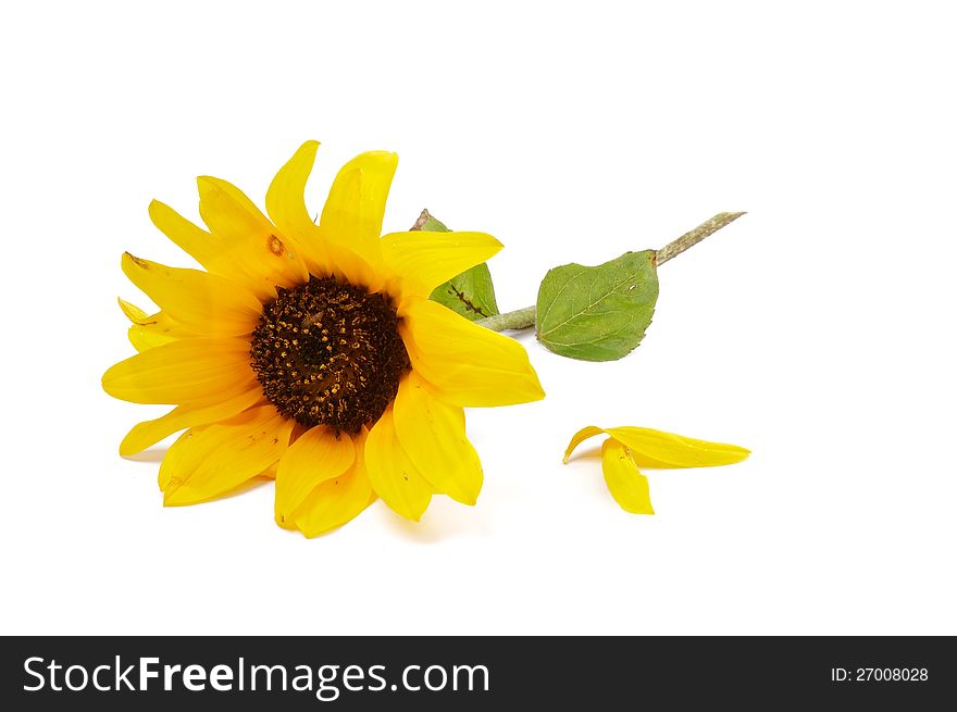 Beautiful Sunflower and Petals  on white background