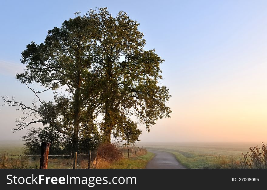 The silhouette of a beautiful tree at dawn on sky background. The silhouette of a beautiful tree at dawn on sky background