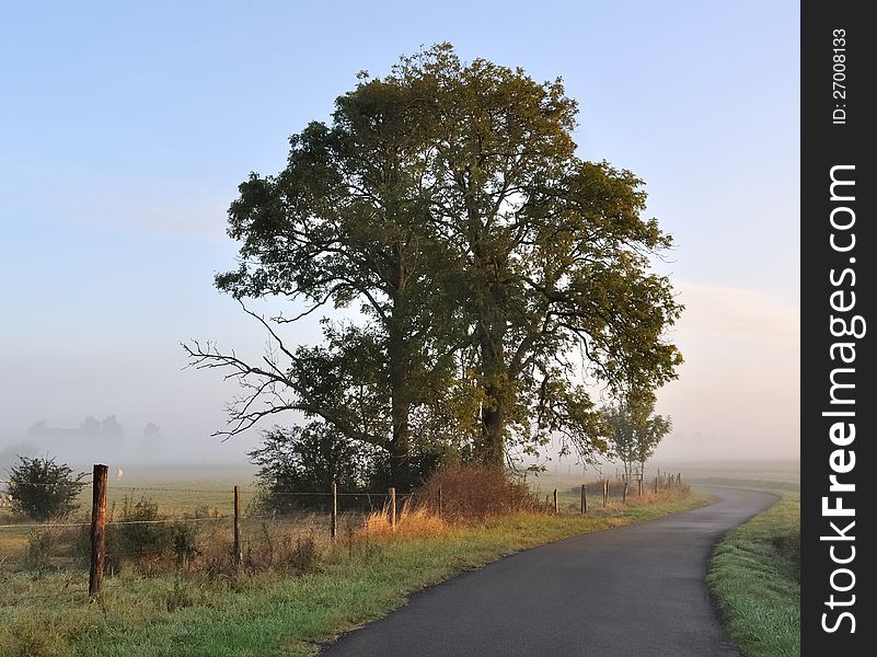 Field fenced by barbed wire with the silhouette of a beautiful tree at dawn. Field fenced by barbed wire with the silhouette of a beautiful tree at dawn