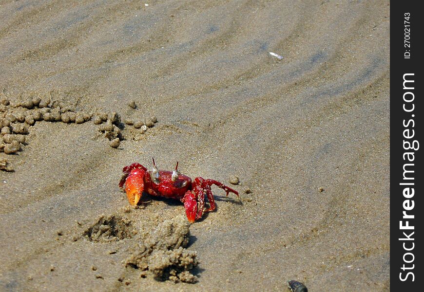 Red crabs in mandarmoni beach