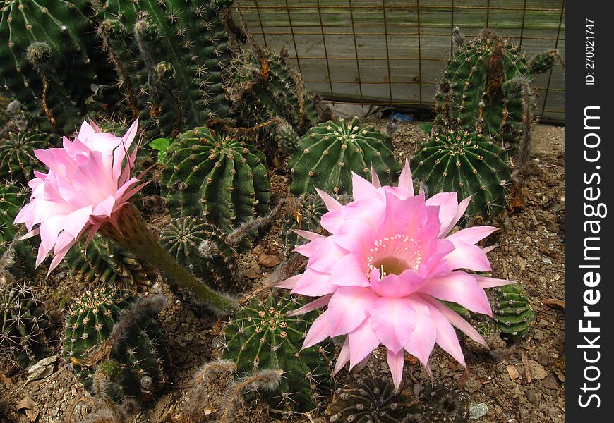 pink cactus flower in full bloom in kalimpong nursey. pink cactus flower in full bloom in kalimpong nursey