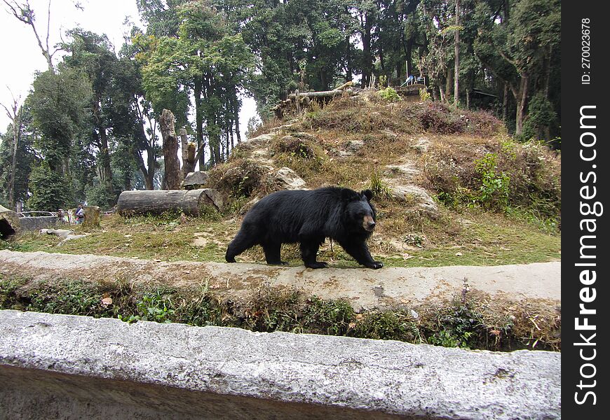 himalayan black bear in Darjeeling zoo