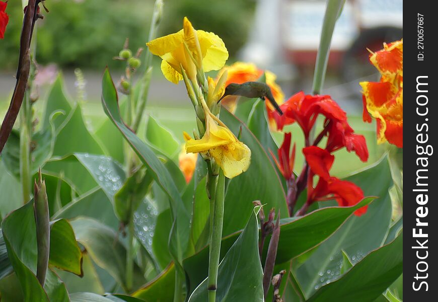 Wildlife Costa Rica. Hummingbird & X28 Colibri& X29  With Yellow Flower - Flight