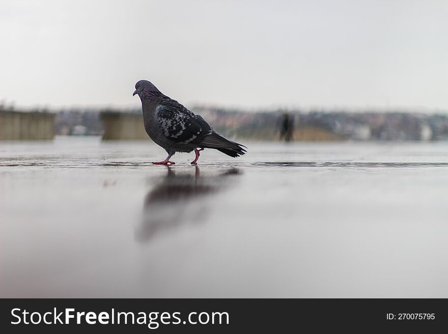 Pigeon on wet asphalt in the rain. A park on the seashore. A cloudy reflection.