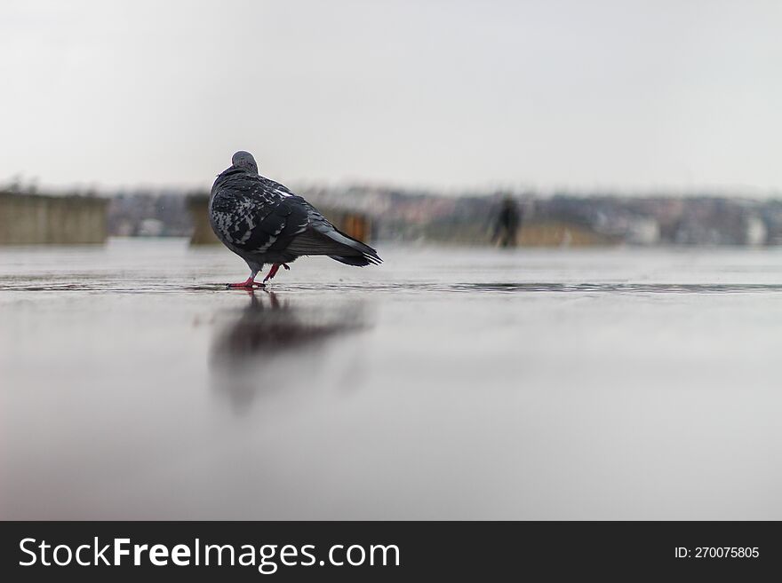 Pigeon on wet asphalt in the rain. A park on the seashore. A cloudy reflection.