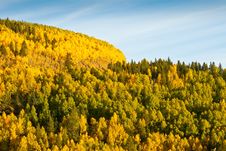 Mountain Of Aspen Trees In Autumn Royalty Free Stock Images Mountain Of Aspen Trees In Autumn Royalty Free Stock Images