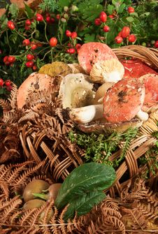 Basket With Mushrooms Stock Image Basket With Mushrooms Stock Image