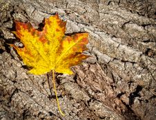 Autumn Leaves Over Wooden Background Royalty Free Stock Photo Autumn Leaves Over Wooden Background Royalty Free Stock Photo