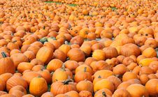Pumpkin Patch Stock Images