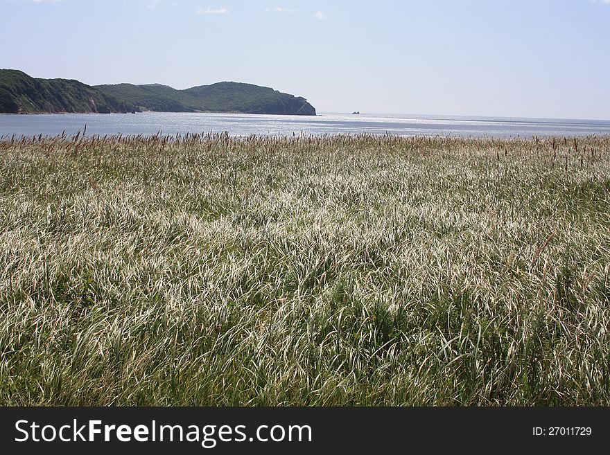 Waves of an grass are similar to sea waves. Waves of an grass are similar to sea waves