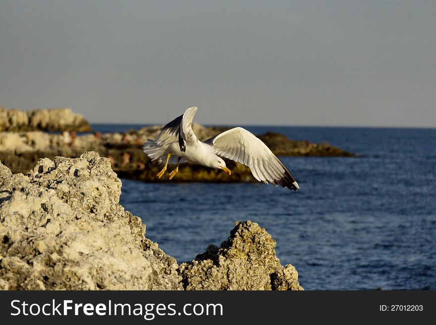 Seagull flies over the rocks at the sea. Seagull flies over the rocks at the sea