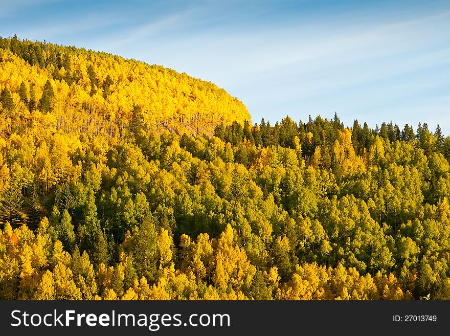 Field of Aspen Trees and Spruce trees in the season of fall in Colorado. Field of Aspen Trees and Spruce trees in the season of fall in Colorado