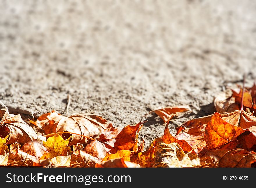 Dry autumn leaves background with space for text