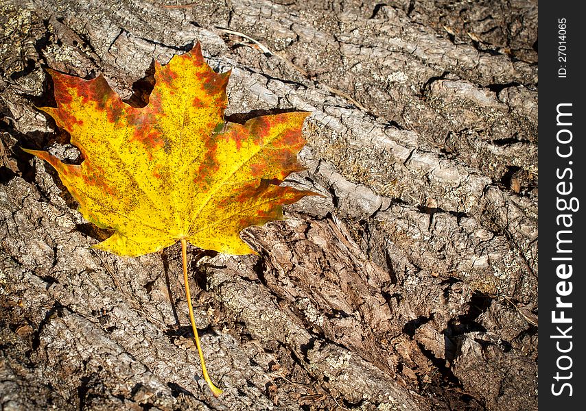 Composition of autumn Leaves over wooden background