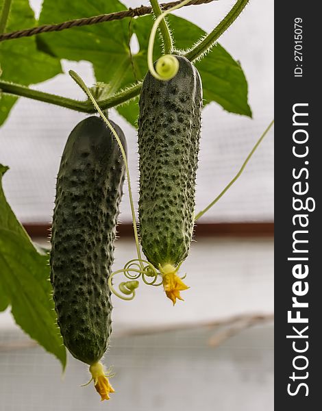 2 Green cucumbers in greenhouse