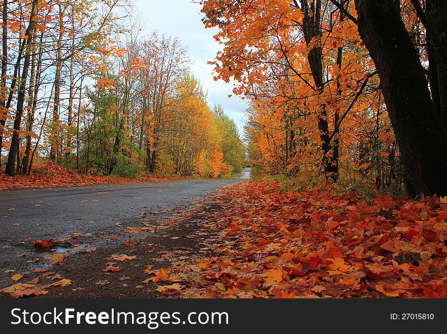 Autumn forest, forest road autumn landscape, golden autumn, falling leaves in the forest, yellow maple. Autumn forest, forest road autumn landscape, golden autumn, falling leaves in the forest, yellow maple