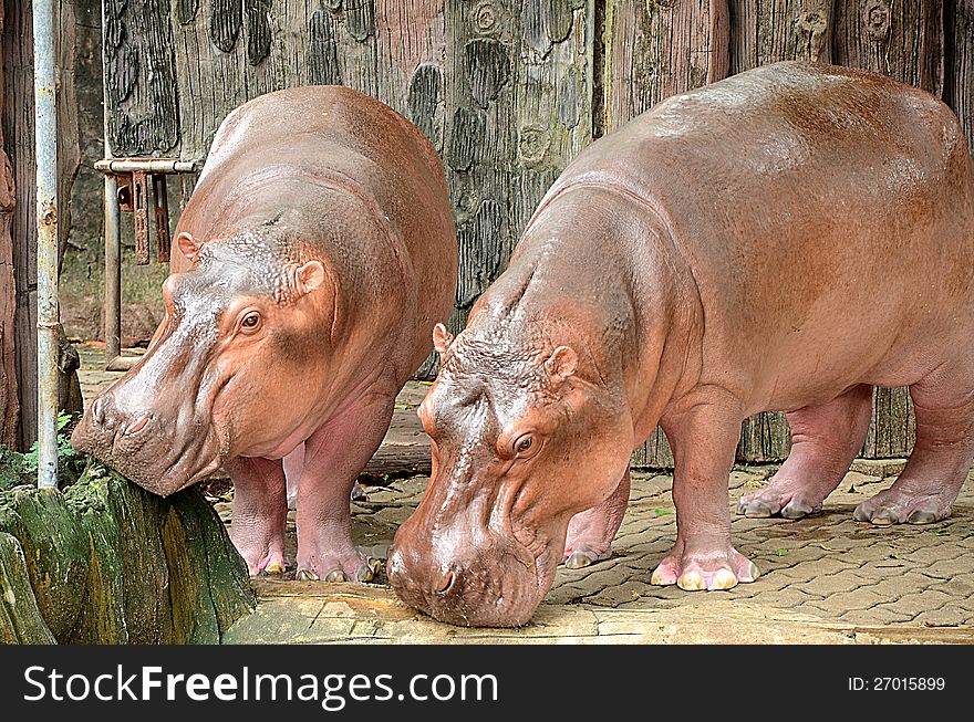 A couple of hippopotamuses standing on the floor. A couple of hippopotamuses standing on the floor.