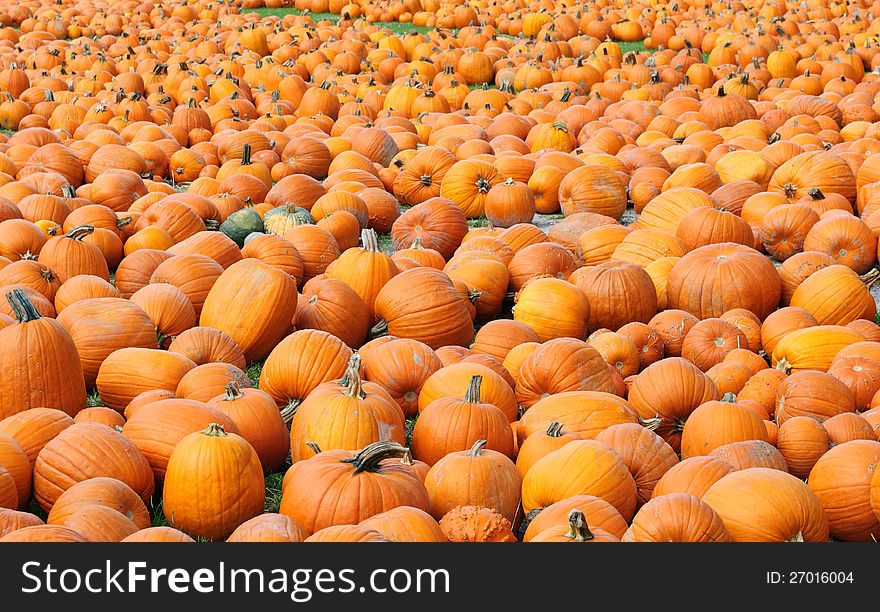 Thousands of Pumpkins in a Pumpkin Patch during the Fall