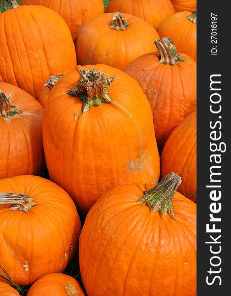 Large Orange Pumpkin from a Pumpkin Patch