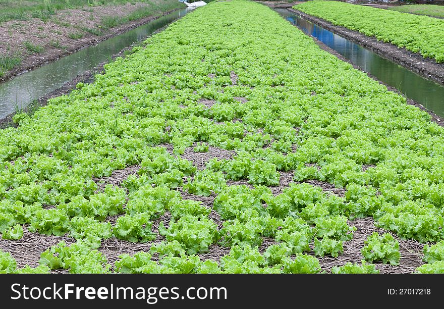 Field of green fresh lettuce growing at a farm .