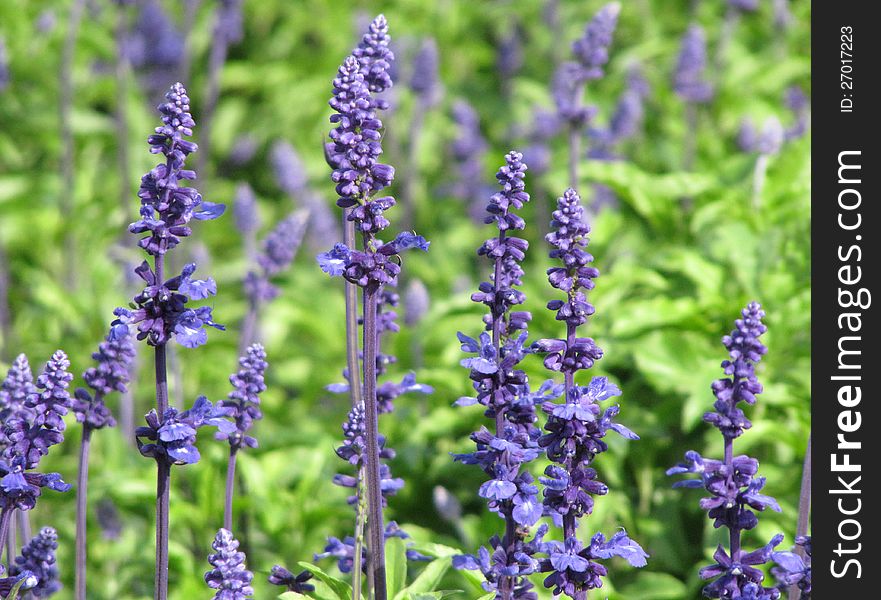 Decorative bright violet flowers among green leaves growing on a bed in a garden. Decorative bright violet flowers among green leaves growing on a bed in a garden.