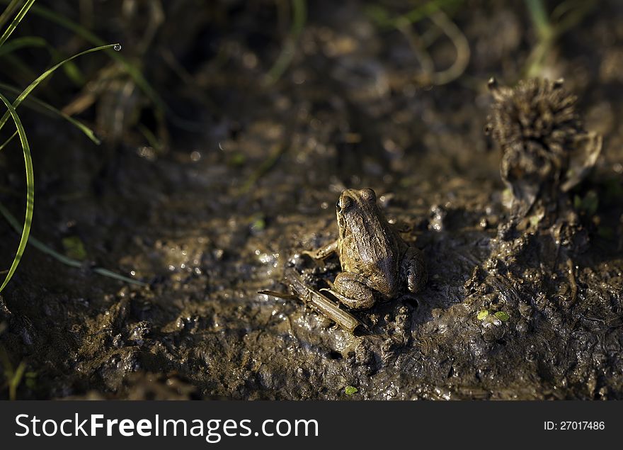 A frog in the field, with its skin mimicing the environment. A frog in the field, with its skin mimicing the environment.