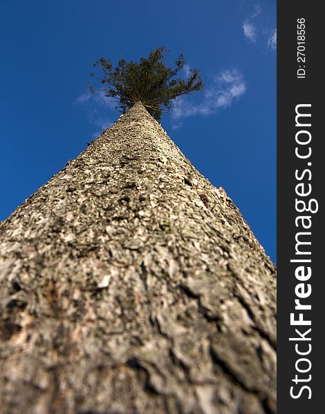 Detail of brown pine trunk from below, pine in summer. Detail of brown pine trunk from below, pine in summer