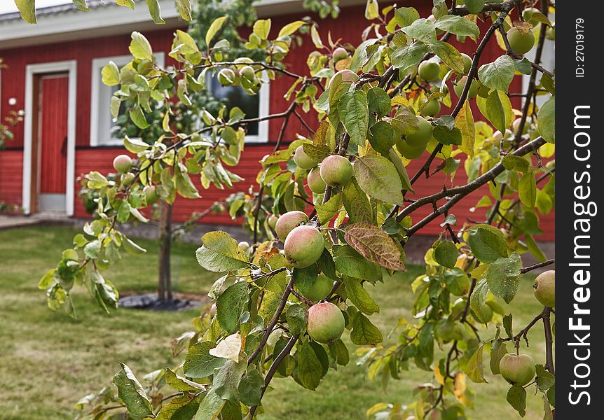 Apple-treeIn the foreground there is an apple-tree. Focus is directed on fresh apples.