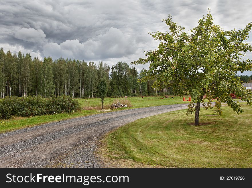 The beautiful tree grows at the road on a farm in Finland. The beautiful tree grows at the road on a farm in Finland.