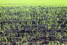 New Shoots Of A Winter Wheat Royalty Free Stock Photography New Shoots Of A Winter Wheat Royalty Free Stock Photography