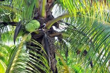 Closeup Of Coconut Palm Trees, Nuts & Bird Royalty Free Stock Image